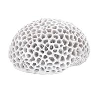 SIGNES GRIMALT Décoration Bord de Mer, Corail éponge, Blanc, Longueur 13 cm