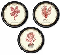 Sil Assortiment de 3 cadres Corail