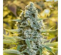 Silent Seeds Graines De Cannabis Classiques Moby Dick Féminisées 10 Pièces