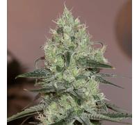 Silent Seeds Graines De Cannabis Classiques Original Amnesia Féminisée 5 Pièces