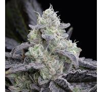 Silent Seeds Graines De Cannabis Exotiques La Vanilla Cake Féminisée 5 Pièces