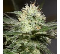 Silent Seeds Graines De Cannabis Exotiques Lemon Sorbet Féminisée 5 Pièces