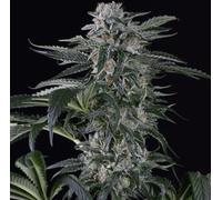 Silent Seeds Graines De Cannabis Moby Dick Auto Féminisée 3 Paires.