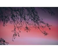 Silhouette Branches - Puzzle de 8000 pièces pour Adultes - Idéal pour la Relaxation, la méditation et Le Jeu éducatif (14 Ans+)