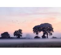 Silhouette d'arbre - Puzzle de 5000 pièces pour Adultes : Défi cérébral et Cadeau d'amitié - Loisirs, Divertissement, décoration de fête (14 Ans+)