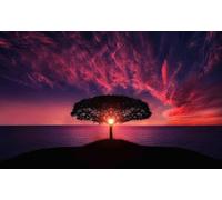 Silhouette d'une Feuille de Papier au Coucher du Soleil - Puzzle de 1000 pièces - Jeu idéal pour Toute la Famille - 50 x 70 cm