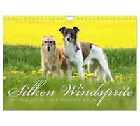 Silken Windsprite - Mit Merlin und Calisto durch´s Jahr 2026 (Wandkalender 2026 DIN A4 quer), CALVENDO Monatskalender: Die seidigen Windhunde aus Amerika