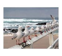 SilkyShy Peinture Diamant 5d Complet Adulte mouette océan DIY Diamond Painting kits Broderie Diamant Painting Point De Croix toile Stickers Arts Décoration mural 50x70cm/20x28inch Square drill