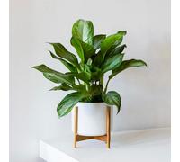 Silver evergreen medium pot blanc + pied