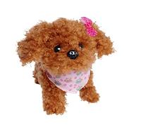 CCL Tea Cup Poodle Puppy