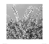 Simon Fairless (Spring Blossom on Grey 60 x 60 cm Toile Imprimée
