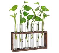 Simpls Terrarium pour plantes avec tiges - Tenture de table / murale - Station de propagation pour plantes vivantes - Vases en verre - Hydroponique