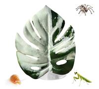Simulated Leaf - 11x10x1cm PP Jumping Spider, Pets Supplies, Jumping Spider Accessories | Realistic Leaf Design with Suction Cup for Plants, Terrarium, Snake Grow, Carpet, Hermit Crab, Egg
