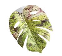 Simulated Leaf - 11x10x1cm PP Jumping Spider, Pets Supplies, Jumping Spider Accessories | Realistic Leaf Design With Suction Cup For Plants, Terrarium, Snake Grow, Carpet, Hermit Crab, Egg