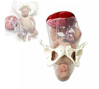 Simulateur D'accouchement Modèle Anatomique du Bassin Avec Fœtus, Modèle de Bassin de Démonstration D'accouchement pour Recherche Scientifique