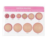 Simulateur de dilatation cervicale 1-10cm pour examen gynécologique - Modèle d'entraînement pour sages-femmes et doulas, éducation médicale et apprentissage de la naissance