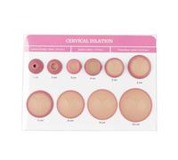 Simulateur de dilatation cervicale, modèle d'enseignement gynécologique pour entraînement de sage-femme et doula éducation médicale et apprentissage de la naissance