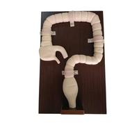 Simulateur de train Sigmoïdoscope, modèle d'examen de coloscopie, modèle d'intestin pour la formation médicale et l'éducation infirmière