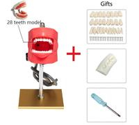 Simulateur Dentaire Tête Fantôme Avec Dents,Modèle De Tête Simple,Utilisation Pour Dentiste,Mannequin D'entraînement,Fuchsia - Type Tooth Model