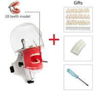 Simulateur Dentaire Tête Fantôme Avec Dents,Modèle De Tête Simple,Utilisation Pour Dentiste,Mannequin D'entraînement,Fuchsia - Type Dental Phantom 1