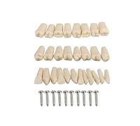 Simulateur dentaire - Tête fantôme pour entraînement et apprentissage des modèles de typodont avec dents amovibles (32 pièces)