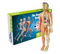 Simulation 3d D'Anatomie Du Corps Humain, Modèle D'Os, Assemblage À Faire Soi-Même, Jouets Faits À La Main, Accessoires Pédagogiques Pour Étudiants