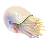 Simulation De Nautilus, Décor Créatif En Forme De Nautilus Pour Enfants Cognitifs