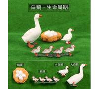 Simulation D'insecte En Vinyle,Modèle Solide,Décoration De La Scène De Évolution,Ensemble Du Cycle De Croissance De La Vie,Combinaison Science Et Éducation - Type 2415 Duck