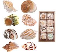 SINKOO SKOOLOVE Lot de 8 Coquillages d'ermite Grand Coquillage de Mer Naturel Taille Moyenne à Grande(6-9 cm)