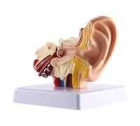 Sirxlevcy 1.5X Modèle d'anatomie de l'oreille humaine - Bureau professionnel Intérieur Structure de simulation pour l'éducation
