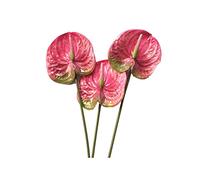 Sirxlevcy 3 PièCes de 22,8 Pouces Artificielle Anthurium Fleurs pour Home Decor Bouquet et Feuille Verte et DéCoration de Mariage de MariéE (Rose)
