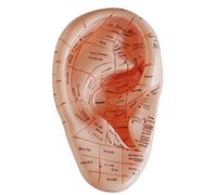 Sirxlevcy Version Anglaise Ear Acupuncture Ear Pins Modèle Modèle Application Auriculaire Modèle Ear Points D'Acupuncture ModèLe