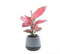 SiSinkal Pot de fleurs en plastique auto-arrosage pour intérieur, bureau, maison, balcon, système d'irrigation automatique, panier peu encombrant, décoration de style scandinave, 10 cm de diamètre
