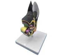 SIULAS Modèle Anatomique de lésions d'oreille de Chiens - modèle pathologique d'oreille de Chien - pour Le modèle de Structure d'oreille d'instrument d'enseignement de biologie