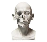 SIULAS Modèle de tête Humaine Anatomique Double Face - Modèle de crâne de tête de Squelette Humain - pour Les étudiants en Art Outils de Dessin de plâtre de crâne,Left