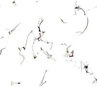 Six Encomiums for Cecil Taylor