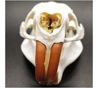 sjdoPulse Spécimen De Crâne De Castor - Crâne d'animal Réel - 1: 1 Taille Réelle Crâne De Castor Professionnel Taxidermie Os d'animaux Décor De Cabine De Chasse Unique pour Animaux