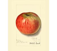 Sketch Book: Handy and Quality 60 page Sketch Book for your Drawings and Sketches for Art and Hobbies