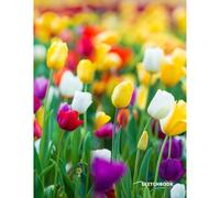 Sketchbook: Beautiful Tulip Art Cover - Blank Sketch Drawing Coloring Doodle Book - Premium Laminate Soft Cover - School, Work, Creative Play! - 120 Pages - Large 8.5x11 Inch - Vol 1