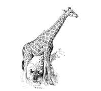 Sketching Made Easy Kit 5'X7"-Giraffe