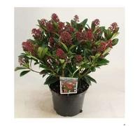Skimmia jap. 'Rubella' - Skimmia Du Japon 'Rubella' 40- + cm en pot