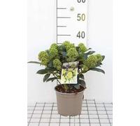 Skimmia jap. 'White Globe'® - Skimmia du Japon 25- 30 cm - conteneur
