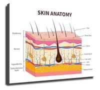 Skin Layers and Anatomy Educational Poster Dermatology Study Reference Wall Chart for Beauty School Students Estheticians and Home Study(Unframed,12x18inch(30x45cm))