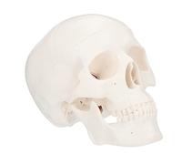 SKISUNO 1pièce Skull Model Modèle De Crâne Plastique Détaillé Et Amovible Pour Enseignement De