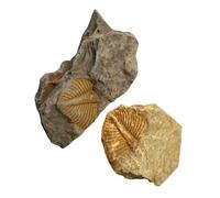 SKISUNO 2 pièces Spécimens Fossiles Trilobite Décoratifs Paléontologie Modèles Simulés Éducatifs pour Garçon Fille Amateurs Archéologie et Collection de Fossiles