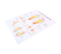 SKISUNO Affiche Murale De Réflexologie Plantaire 38x30x40cm, Carte Informative Solide Pour Professionnels Et Étudiants, Poster De Massage Des Pieds Décoratif Et Pédagogique