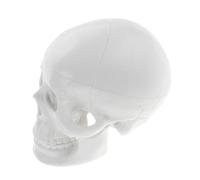 SKISUNO Crâne Anatomie Réaliste pour Enseignement Crâne Décor de Crâne Halloween pour Dessin Affichage