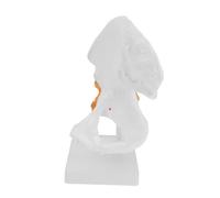 SKISUNO Modèle Anatomique de Hanche PVC Réaliste Modèle Fonctionnel de Articulation Fémorale pour Enseignement et Formation