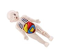 SKISUNO Modèle Anatomique Torse Humain Éducatif Pédagogique Précoce Organes Internes Aide à Apprentissage Corps Humain pour Garçon Fille