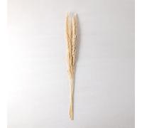 SKLUM Lot de 6 Branches séchées décoratives Megina Beige Crème